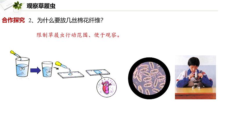 2.2.2  细胞是生命活动的单位  课件----2024-2025学年北师大（2024版）七年级生物上册04