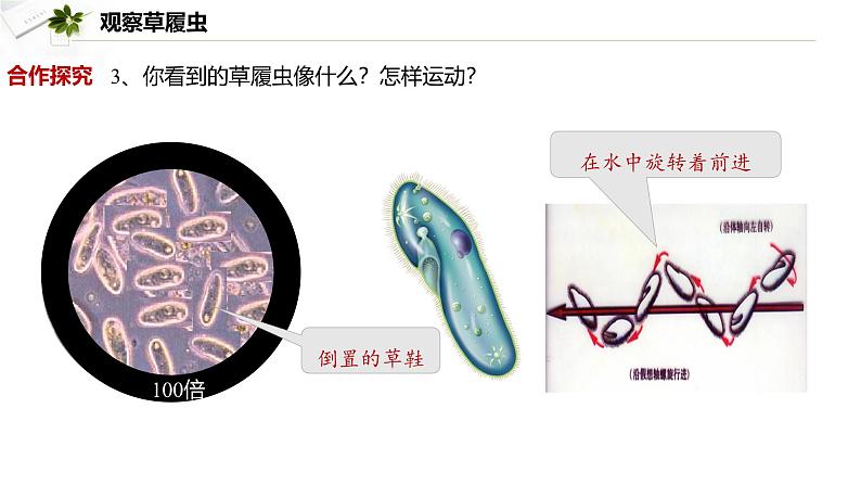 2.2.2  细胞是生命活动的单位  课件----2024-2025学年北师大（2024版）七年级生物上册05