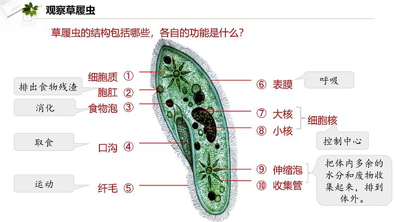 2.2.2  细胞是生命活动的单位  课件----2024-2025学年北师大（2024版）七年级生物上册06