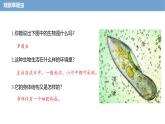 2.2.2 细胞是生命活动的单位 课件----2024-2025学年北师大（2024版）七年级生物上册