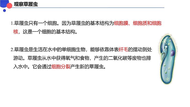 2.2.2细胞是生命活动的单位 课件----2024-2025学年北师大（2024版）七年级生物上册第2页