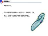 2.2.2细胞是生命活动的单位 课件----2024-2025学年北师大（2024版）七年级生物上册
