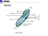 2.2.2细胞是生命活动的单位 课件----2024-2025学年北师大（2024版）七年级生物上册