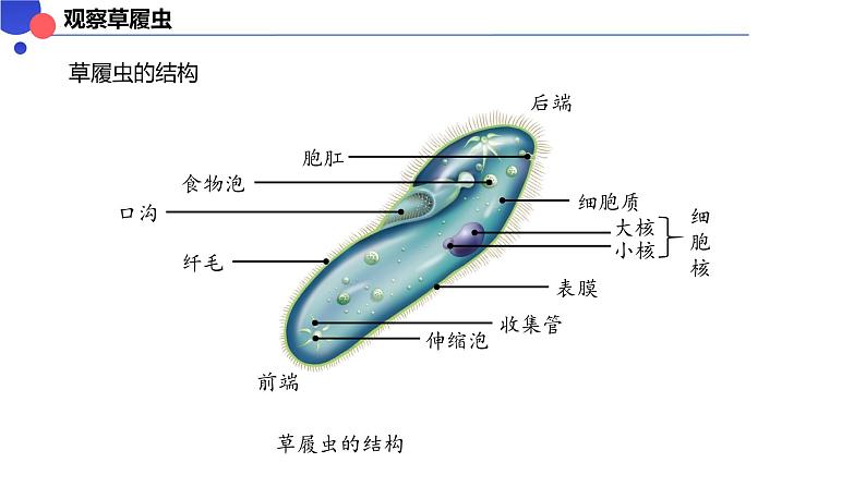 2.2.2细胞是生命活动的单位 课件----2024-2025学年北师大（2024版）七年级生物上册第4页