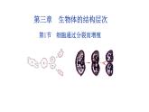 2.3.1  细胞通过分裂而增殖 课件 --2024-2025学年北师大（2024版）七年级生物上册
