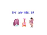2.3.3 生物体的器官、系统 课件 -2024-2025学年北师大（2024版）七年级生物上册