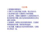 2.3.3 生物体的器官、系统 课件 -2024-2025学年北师大（2024版）七年级生物上册