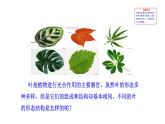 3.4.1光合作用(二) 课件-2024-2025学年北师大（2024版）七年级生物上册