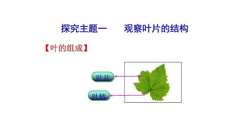 3.4.1光合作用(二) 课件-2024-2025学年北师大（2024版）七年级生物上册04