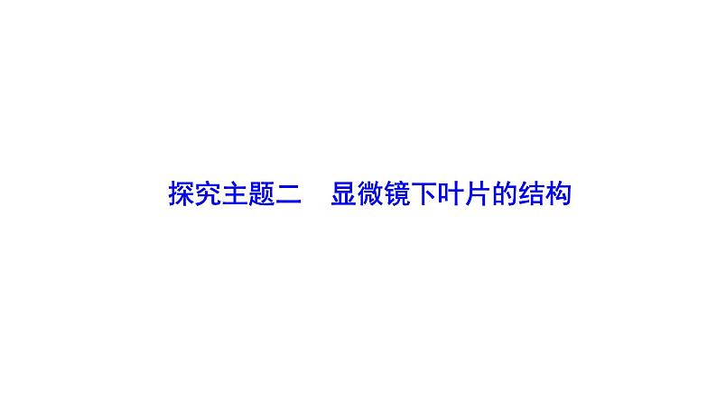 3.4.1光合作用(二) 课件-2024-2025学年北师大（2024版）七年级生物上册06