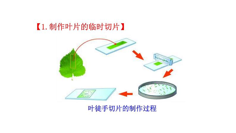 3.4.1光合作用(二) 课件-2024-2025学年北师大（2024版）七年级生物上册07