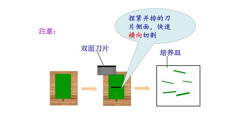 3.4.1光合作用(二) 课件-2024-2025学年北师大（2024版）七年级生物上册08