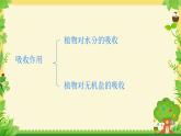 3.4.3 吸收作用 课件----2024-2025学年北师大（2024版）七年级生物上册