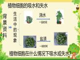 3.4.3 吸收作用 课件----2024-2025学年北师大（2024版）七年级生物上册