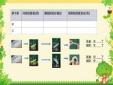3.4.3 吸收作用 课件----2024-2025学年北师大（2024版）七年级生物上册