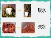 3.4.3 吸收作用 课件--2024-2025学年北师大（2024版）七年级生物上册