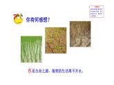 3.4.3 吸收作用 课件--2024-2025学年北师大（2024版）七年级生物上册