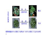 3.4.3 吸收作用 课件--2024-2025学年北师大（2024版）七年级生物上册