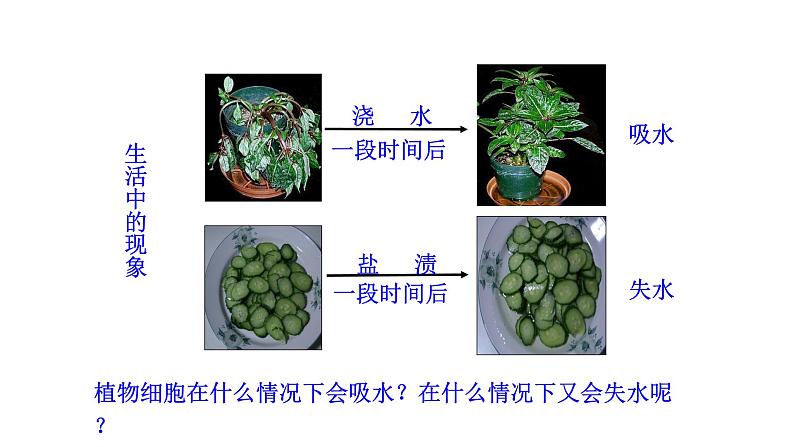 3.4.3 吸收作用 课件--2024-2025学年北师大（2024版）七年级生物上册05