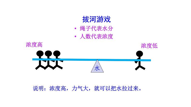 3.4.3 吸收作用 课件--2024-2025学年北师大（2024版）七年级生物上册08