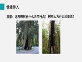 3.4.4  运输作用 课件-2024-2025学年北师大（2024版）七年级生物上册