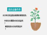 3.4.4  运输作用 课件-2024-2025学年北师大（2024版）七年级生物上册