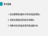 3.4.4  运输作用 课件-2024-2025学年北师大（2024版）七年级生物上册
