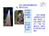 3.4.4 运输作用 课件)2024-2025学年生物北师版七年级上册