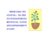 3.4.4 运输作用 课件)2024-2025学年生物北师版七年级上册