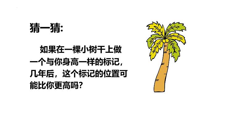 3.5.2营养器官的生长课件---2024-2025学年北师大（2024版）七年级生物上册第3页