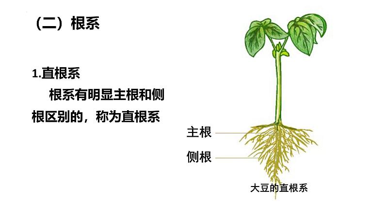 3.5.2营养器官的生长课件---2024-2025学年北师大（2024版）七年级生物上册第8页