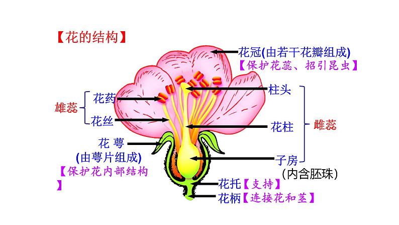 3.5.3 生殖器官的生长第6页