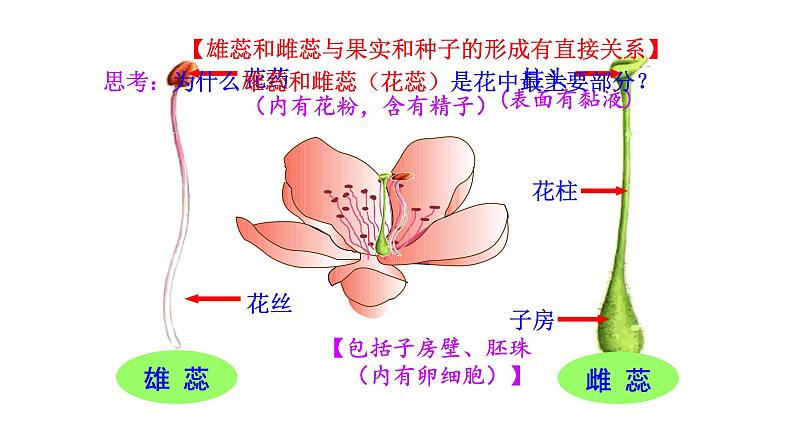 3.5.3 生殖器官的生长第8页