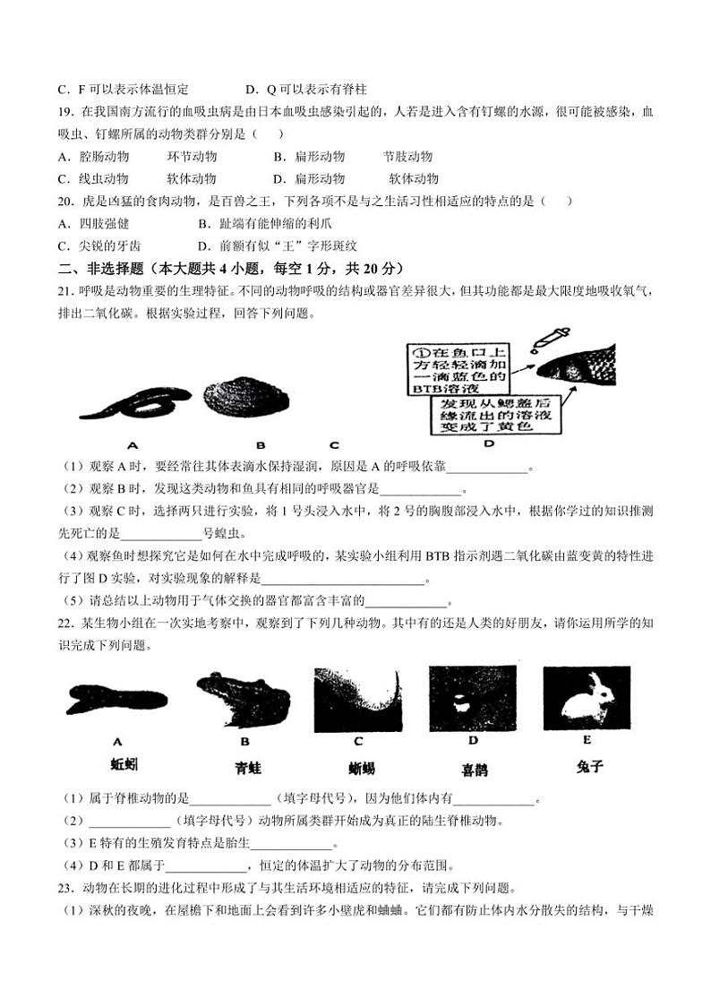 [生物]安徽省六安市金安区六安皋城中学2024～2025学年八年级上学期10月月考试题(有答案)第3页