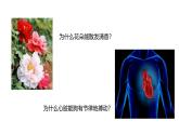 1.1.2 生物学是探索生命的科学 课件----2024-2025学年北师大（2024版）七年级生物上册