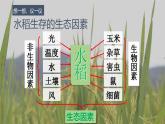 1.1.2生物与环境的相互影响复习课件----2024-2025学年北师大（2024版）七年级生物上册