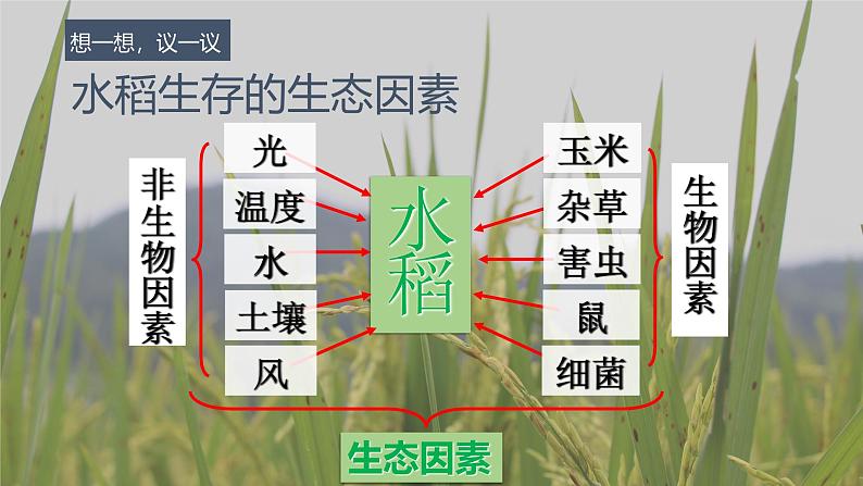 1.1.2生物与环境的相互影响复习课件----2024-2025学年北师大（2024版）七年级生物上册第5页