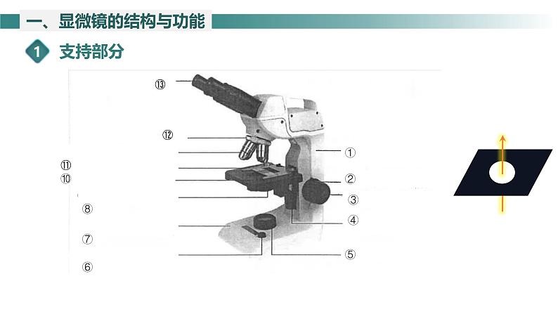 2.1.1 光学显微镜 课件----2024-2025学年北师大（2024版）七年级生物上册05