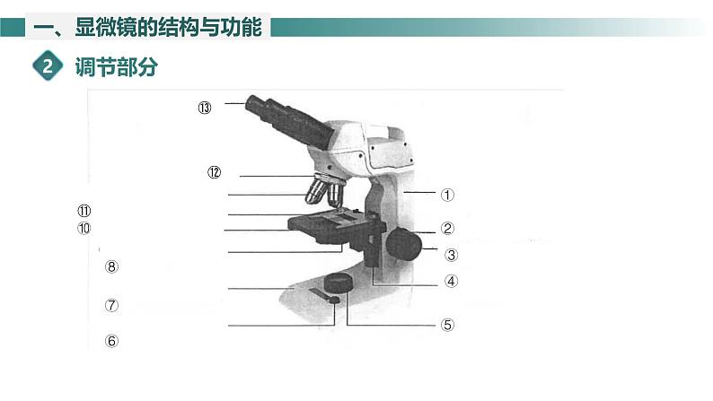 2.1.1 光学显微镜 课件----2024-2025学年北师大（2024版）七年级生物上册06