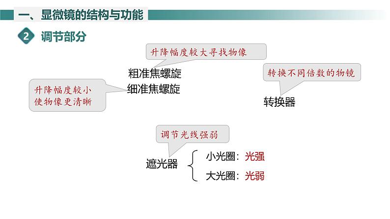 2.1.1 光学显微镜 课件----2024-2025学年北师大（2024版）七年级生物上册08