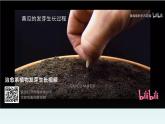 植株的生长课件、教学设计、作业设计、课堂实录