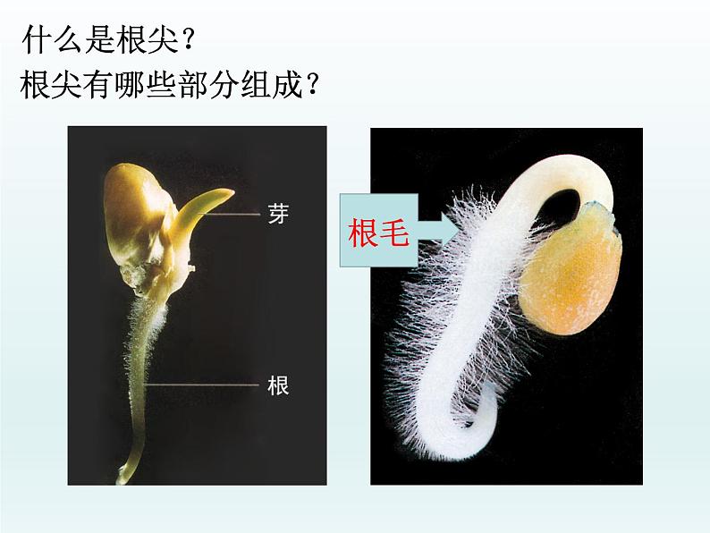 植株的生长课件、教学设计、作业设计、课堂实录07