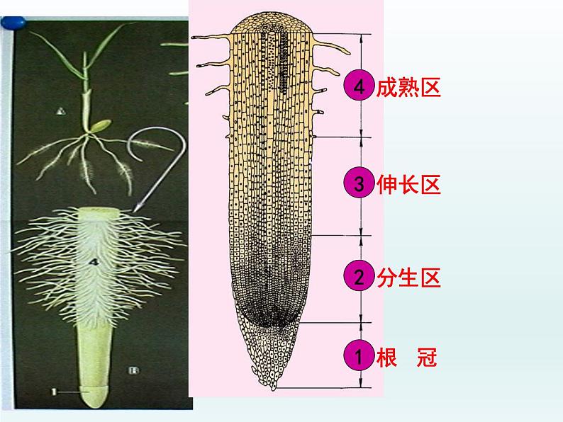 植株的生长课件、教学设计、作业设计、课堂实录08