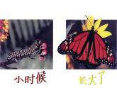 人教版初中生物 八年级下册第二节_昆虫的生殖和发育（课件PPT）