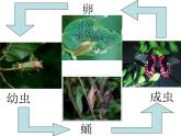 人教版初中生物 八年级下册第二节_昆虫的生殖和发育（课件PPT）