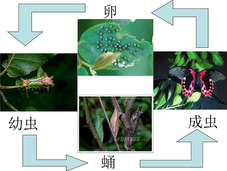 人教版初中生物 八年级下册第二节_昆虫的生殖和发育（课件PPT）第3页