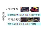 人教版初中生物 八年级下册第二节_昆虫的生殖和发育（课件PPT）