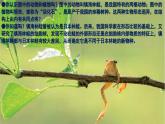 1.1.1 观察周边环境中的生物-初中生物七年级上册 同步教学课件+教学设计（人教版2024）