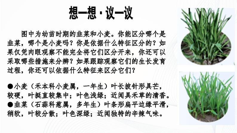 1.1.1 观察周边环境中的生物-初中生物七年级上册 同步教学课件（人教版2024）第6页