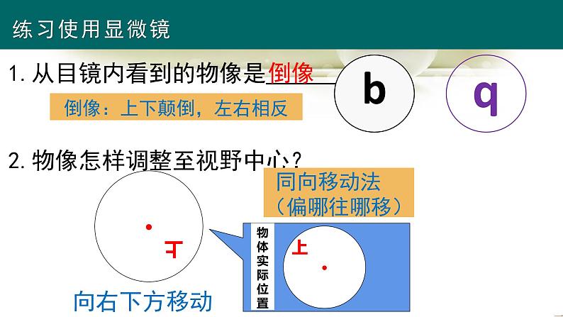 人教版（2024新版）七年级上册生物第1单元 生物和细胞 复习课件第8页